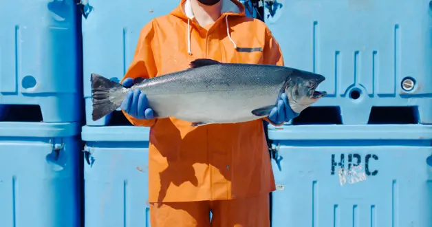 202105 HARVESTER HOLDING SALMON 1 CF